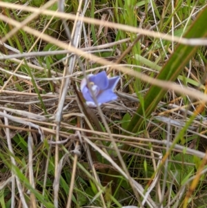 Thelymitra sp. at West Wodonga, VIC - 19 Oct 2021