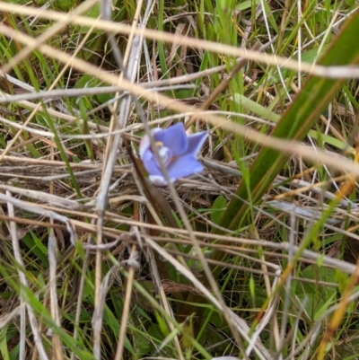 Thelymitra sp. (A Sun Orchid) at Klings Reserve - 19 Oct 2021 by ChrisAllen