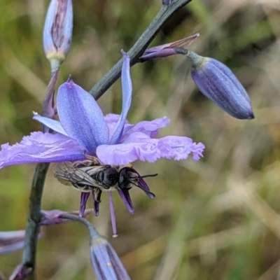 Unidentified Bee (Hymenoptera, Apiformes) at Klings Reserve - 19 Oct 2021 by ChrisAllen