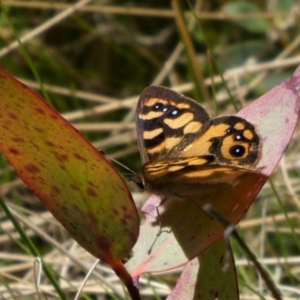 Argynnina cyrila at Paddys River, ACT - 17 Oct 2021