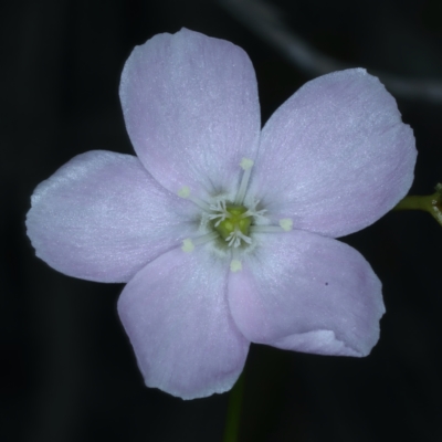 Drosera auriculata (Tall Sundew) at Bruce, ACT - 18 Oct 2021 by jb2602