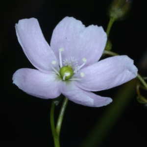 Drosera auriculata at Bruce, ACT - 18 Oct 2021 02:27 PM