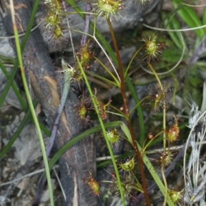 Drosera auriculata at Bruce, ACT - 18 Oct 2021