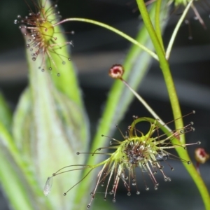 Drosera auriculata at Bruce, ACT - 18 Oct 2021 02:27 PM