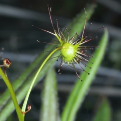 Drosera auriculata at Bruce, ACT - 18 Oct 2021