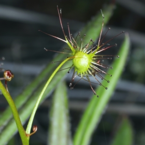 Drosera auriculata at Bruce, ACT - 18 Oct 2021