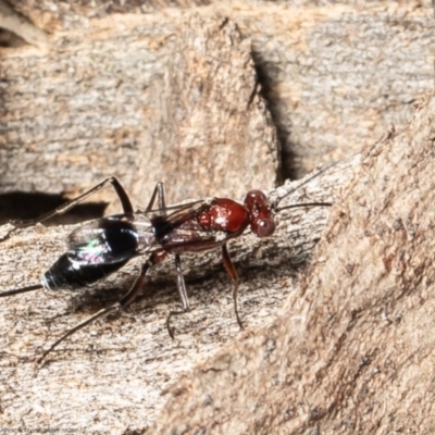 Unidentified Parasitic wasp (numerous families) at Molonglo Valley, ACT - 20 Oct 2021 by Roger
