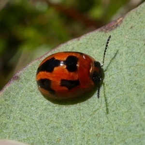 Peltoschema festiva at Paddys River, ACT - 17 Oct 2021 01:15 PM