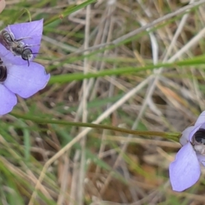 Lasioglossum (Chilalictus) lanarium at Watson, ACT - 21 Oct 2021 12:22 PM