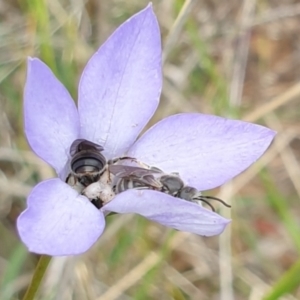 Lasioglossum (Chilalictus) lanarium at Watson, ACT - 21 Oct 2021