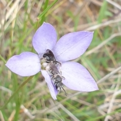 Lasioglossum (Chilalictus) lanarium at Watson, ACT - 21 Oct 2021