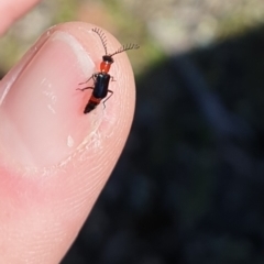 Melyridae (family) (Soft-winged flower beetle) at Watson, ACT - 17 Oct 2021 by HannahWindley