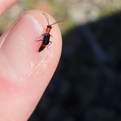 Melyridae (family) (Soft-winged flower beetle) at Mount Majura - 17 Oct 2021 by HannahWindley