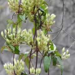 Clematis aristata (Mountain Clematis) at Tidbinbilla Nature Reserve - 21 Oct 2021 by JohnBundock