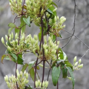 Clematis aristata at Paddys River, ACT - 21 Oct 2021 11:56 AM