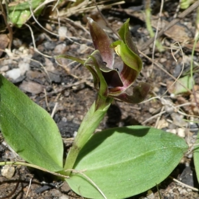 Chiloglottis valida (Large Bird Orchid) at Gibraltar Pines - 17 Oct 2021 by HarveyPerkins