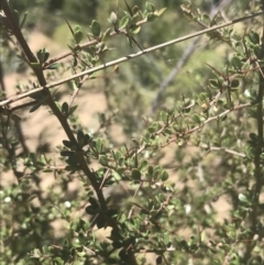 Bursaria spinosa (Native Blackthorn, Sweet Bursaria) at Namadgi National Park - 17 Oct 2021 by Tapirlord