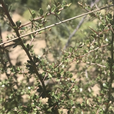 Bursaria spinosa (Native Blackthorn, Sweet Bursaria) at Namadgi National Park - 17 Oct 2021 by Tapirlord