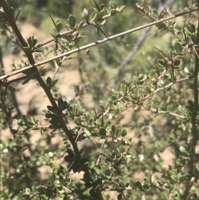Bursaria spinosa (Native Blackthorn, Sweet Bursaria) at Mount Clear, ACT - 17 Oct 2021 by Tapirlord