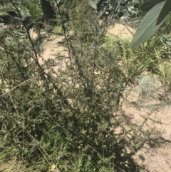 Bursaria spinosa at Mount Clear, ACT - 17 Oct 2021 01:41 PM