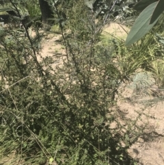 Bursaria spinosa at Mount Clear, ACT - 17 Oct 2021
