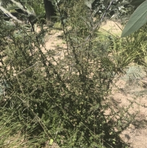 Bursaria spinosa at Mount Clear, ACT - 17 Oct 2021