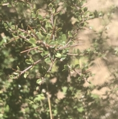 Bursaria spinosa at Mount Clear, ACT - 17 Oct 2021