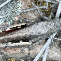 Cirphula pyrrhocnemis (Variable Cirphula) at Bruce, ACT - 18 Oct 2021 by jb2602