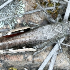 Cirphula pyrrhocnemis (Variable Cirphula) at Black Mountain - 18 Oct 2021 by jb2602