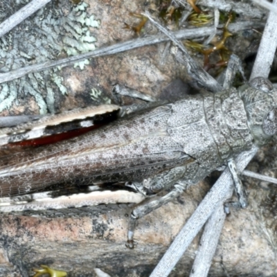 Cirphula pyrrhocnemis (Variable Cirphula) at Black Mountain - 18 Oct 2021 by jb2602