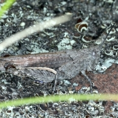 Cirphula pyrrhocnemis at Bruce, ACT - 18 Oct 2021 02:22 PM