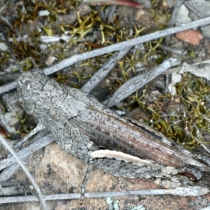 Cirphula pyrrhocnemis at Bruce, ACT - 18 Oct 2021 02:22 PM