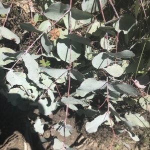 Eucalyptus rubida subsp. rubida at Namadgi National Park - 17 Oct 2021