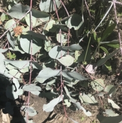 Eucalyptus rubida subsp. rubida at Namadgi National Park - 17 Oct 2021