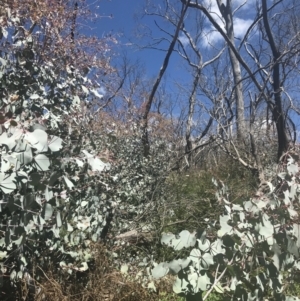 Eucalyptus rubida subsp. rubida at Namadgi National Park - 17 Oct 2021