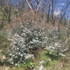 Eucalyptus rubida subsp. rubida at Namadgi National Park - 17 Oct 2021