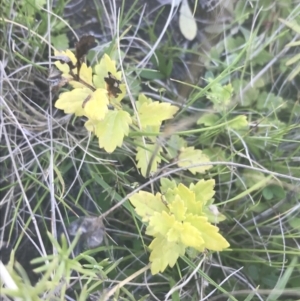 Veronica plebeia at Mount Clear, ACT - 17 Oct 2021