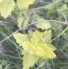 Veronica plebeia at Mount Clear, ACT - 17 Oct 2021