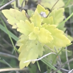 Veronica plebeia at Mount Clear, ACT - 17 Oct 2021