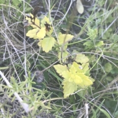 Veronica plebeia at Mount Clear, ACT - 17 Oct 2021