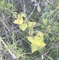 Veronica plebeia at Mount Clear, ACT - 17 Oct 2021