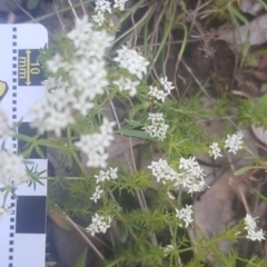 Asperula conferta (Common Woodruff) at Mount Majura - 16 Oct 2021 by MAX