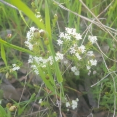 Asperula conferta at Watson, ACT - 16 Oct 2021