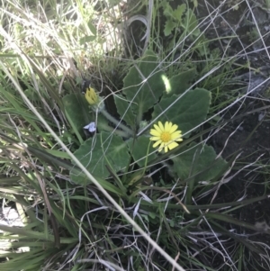 Cymbonotus sp. (preissianus or lawsonianus) at Mount Clear, ACT - 17 Oct 2021