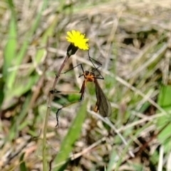 Harpobittacus australis (Hangingfly) at Goorooyarroo NR (ACT) - 17 Oct 2021 by byomonkey