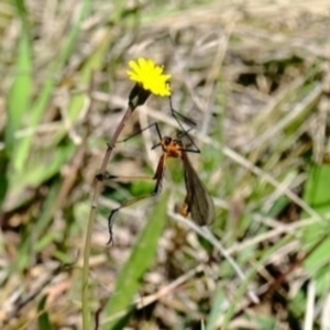 Harpobittacus australis at Throsby, ACT - 17 Oct 2021