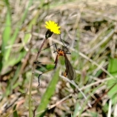 Harpobittacus australis (Hangingfly) at Goorooyarroo NR (ACT) - 17 Oct 2021 by byomonkey