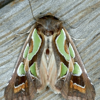 Cosmodes elegans (Green Blotched Moth) at Ainslie, ACT - 16 Oct 2021 by jbromilow50