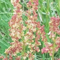 Rumex acetosella (Sheep Sorrel) at Watson, ACT - 10 Oct 2021 by MPW