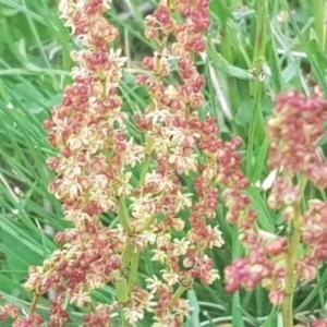 Rumex acetosella at Watson, ACT - 10 Oct 2021